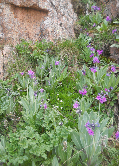 Image of Primula turkestanica specimen.