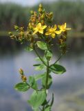 Hypericum tetrapterum