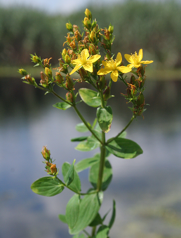 Image of Hypericum tetrapterum specimen.