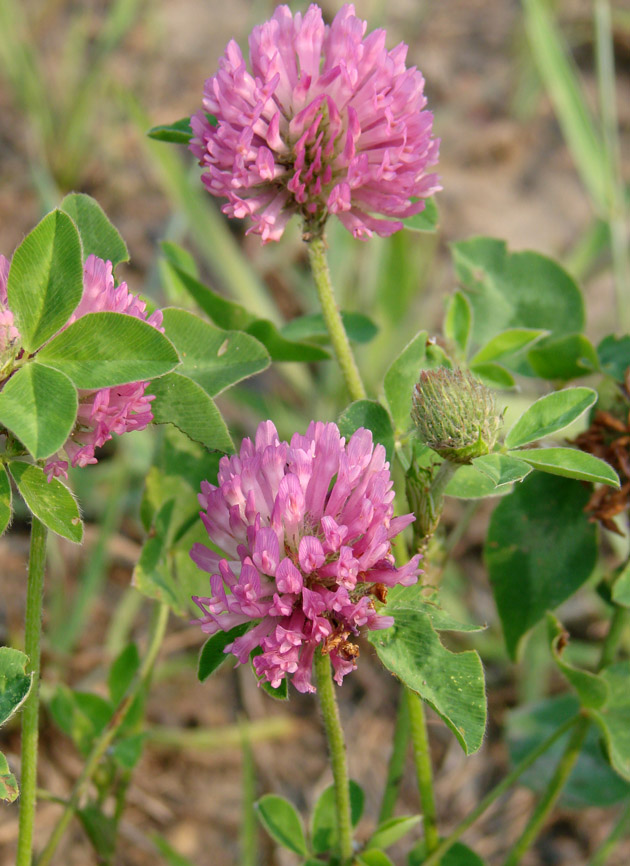 Изображение особи Trifolium pratense.