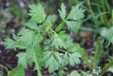 Artemisia vulgaris