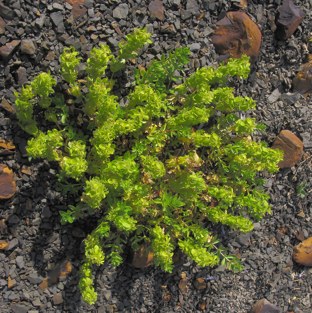 Image of Cruciata laevipes specimen.