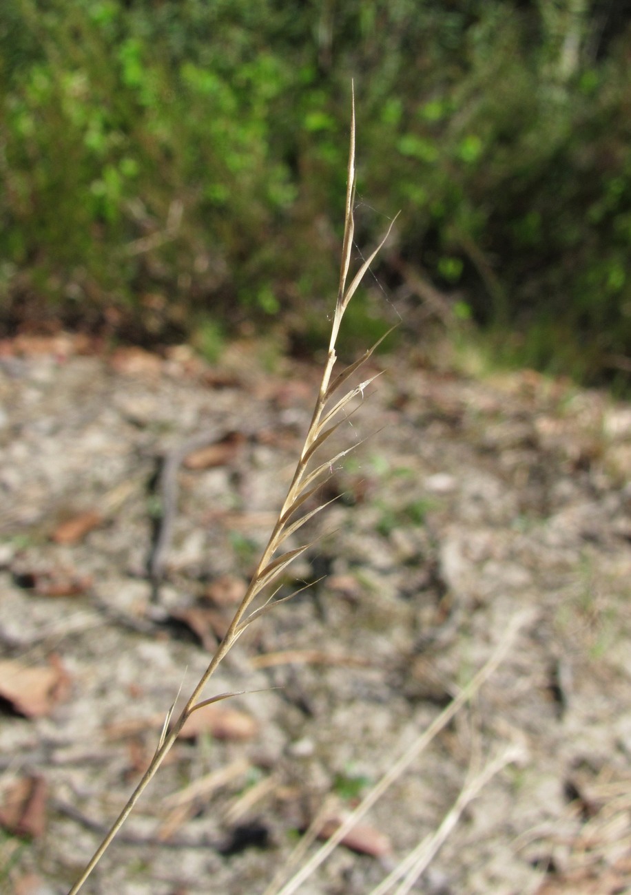 Изображение особи Nardus stricta.