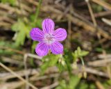 Geranium palustre