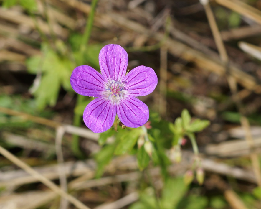 Изображение особи Geranium palustre.