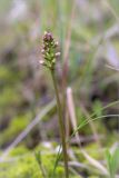 Menyanthes trifoliata. Верхушка побега с соцветием в бутонах. Ленинградская обл., Лужский р-н, окр. дер. Сяберо, окраина болота. 31.05.2015.
