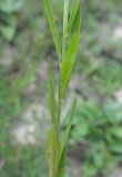 Polygala cretacea. Часть побега. Белгородская обл., Губкинский р-н, запов. «Белогорье», Ямская степь. 11 июня 2009 г.