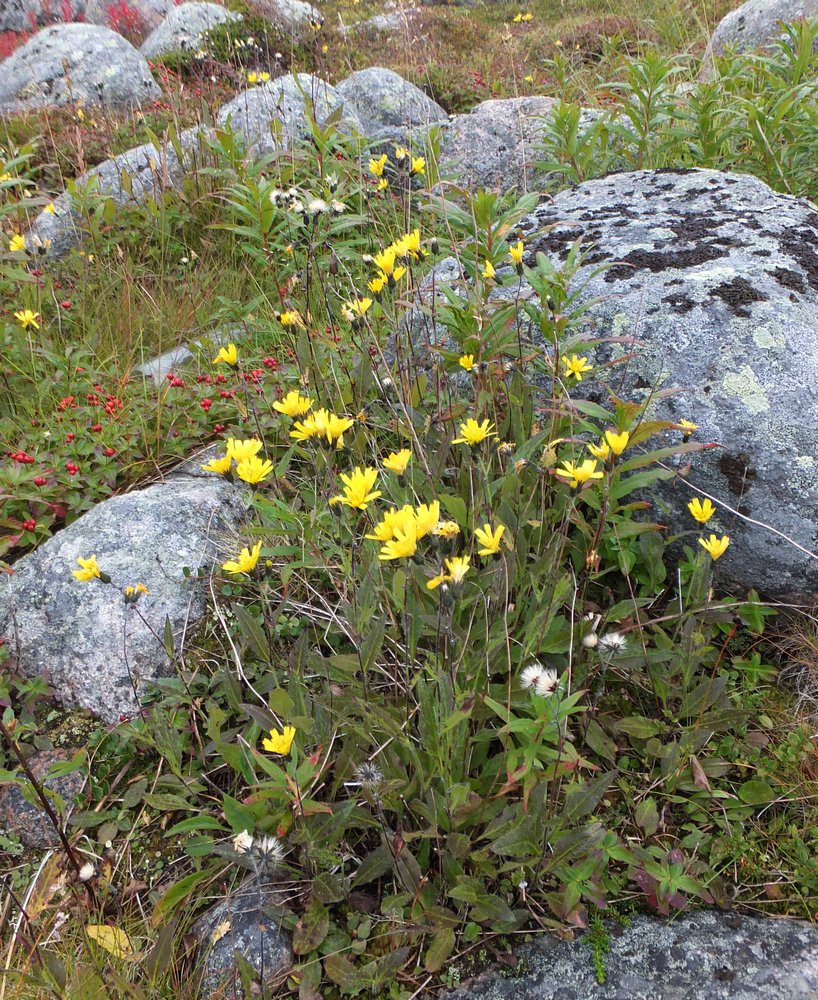 Изображение особи род Hieracium.