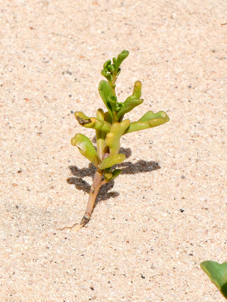 Image of Cakile maritima specimen.