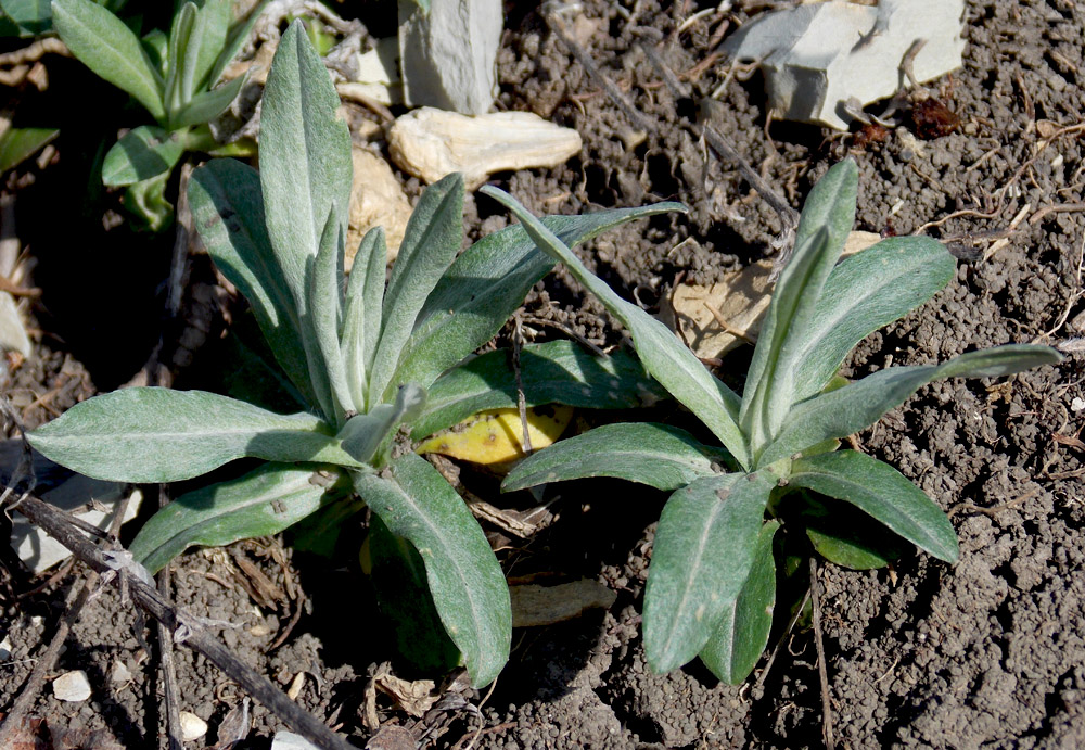 Image of Xeranthemum cylindraceum specimen.