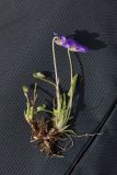 Image of taxon representative. Author is Радик Кутушев