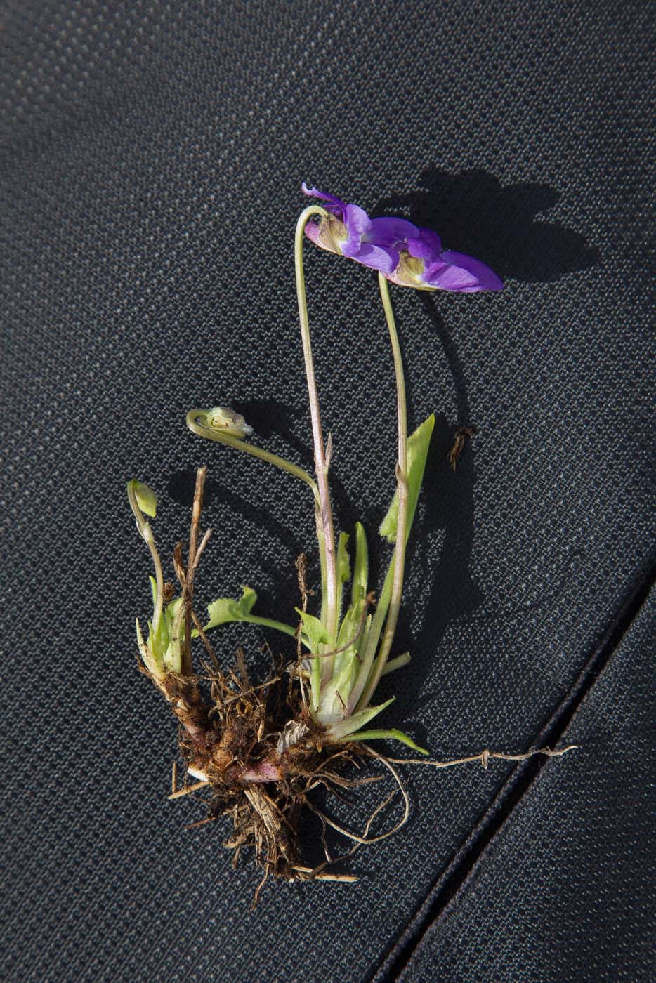 Image of Viola hirta specimen.