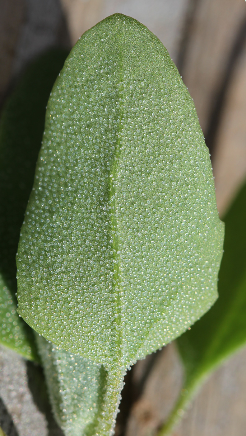 Изображение особи Chenopodium album.