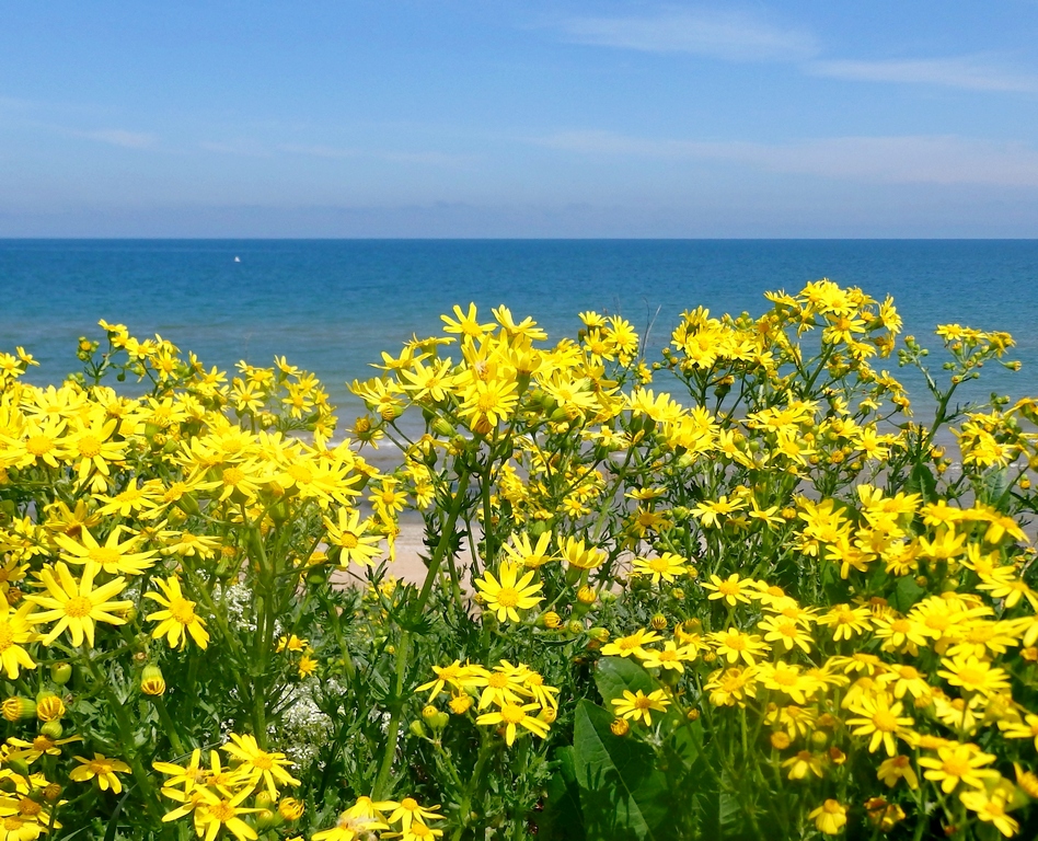 Изображение особи Senecio vernalis.