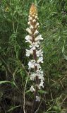 Orobanche crenata. Соцветие. Испания, автономное сообщество Каталония, провинция Жирона, комарка Баш Эмпорда, муниципалитет Калонже, обочина полевой дороги вдоль реки. 16.05.2016.