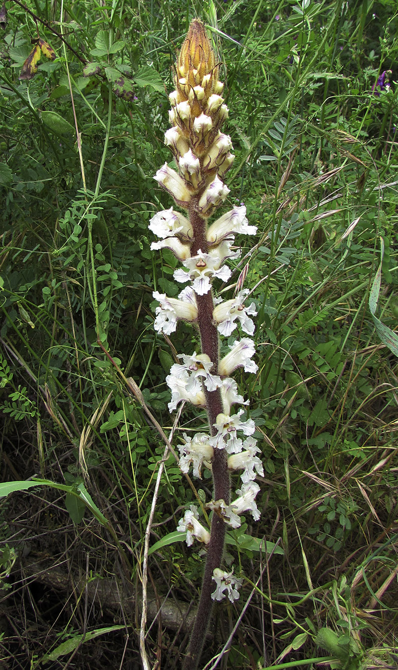 Image of Orobanche crenata specimen.