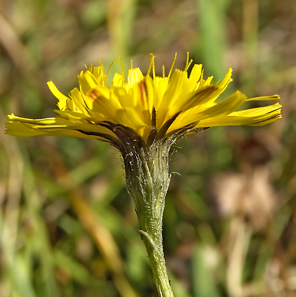 Изображение особи Scorzoneroides autumnalis.