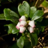 Arctostaphylos uva-ursi. Верхушка побега с соцветием. Финляндия, Хельсинки, Каллахти, сосновый бор на озовой гряде. 21 мая 2016 г.