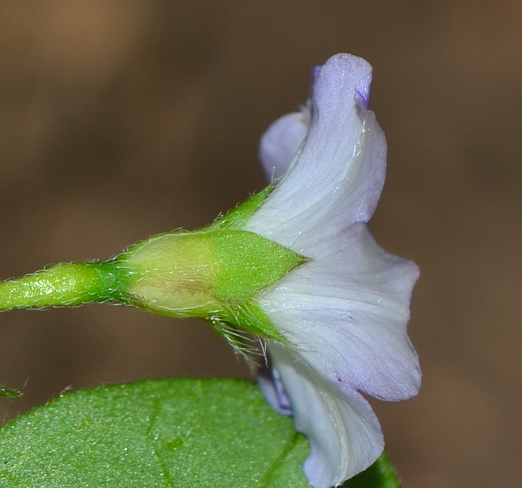 Image of Convolvulus siculus specimen.