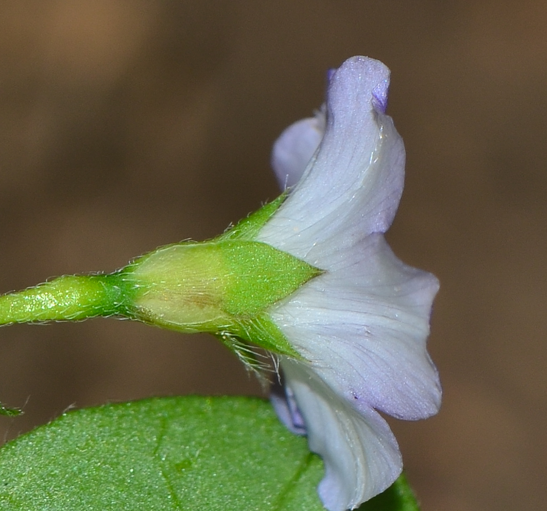 Изображение особи Convolvulus siculus.