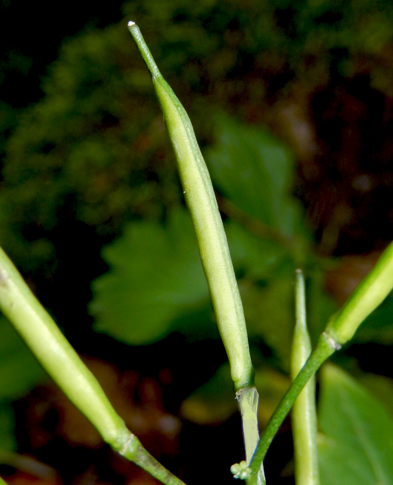 Image of Cardamine quinquefolia specimen.