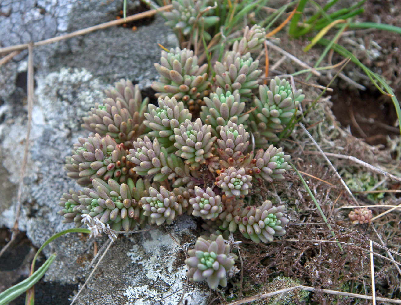 Изображение особи род Sedum.