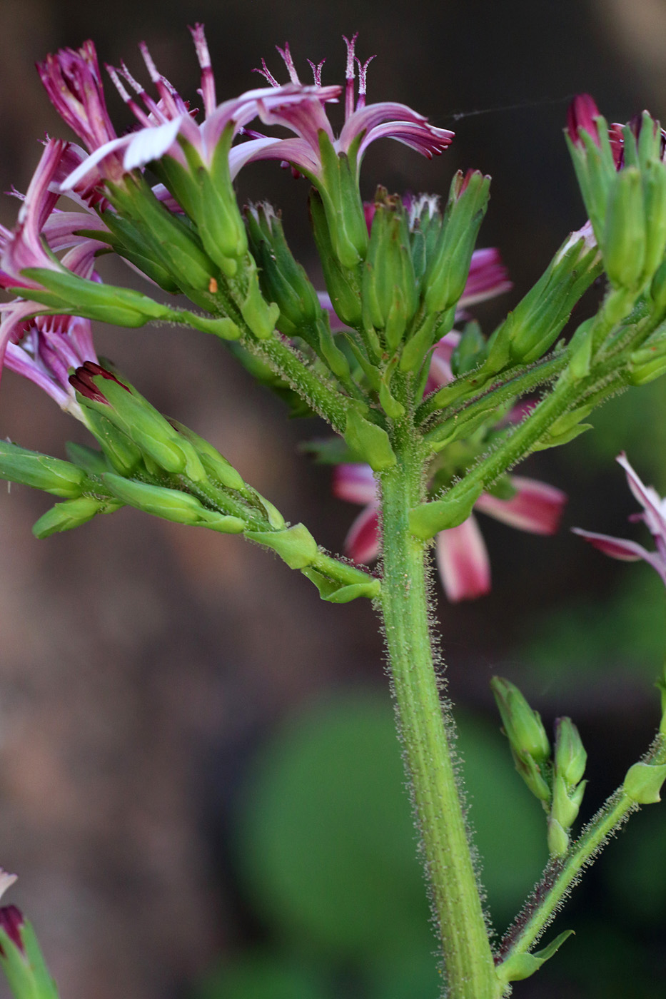 Image of Cicerbita rosea specimen.