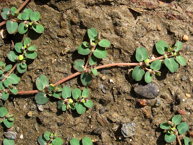 Изображение особи Euphorbia serpens.