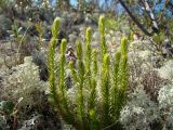 Lycopodium lagopus