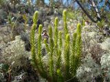 Lycopodium lagopus. Вегетирующие растения. Ямало-Ненецкий автономный округ, Тазовский р-н, 30 км к югу от пос. Тазовский, окр. пос. Газ-Сале, пойма р. Нуны-Яха, кладониевая тундра по южному склону водораздела. 18 июля 2014 г.