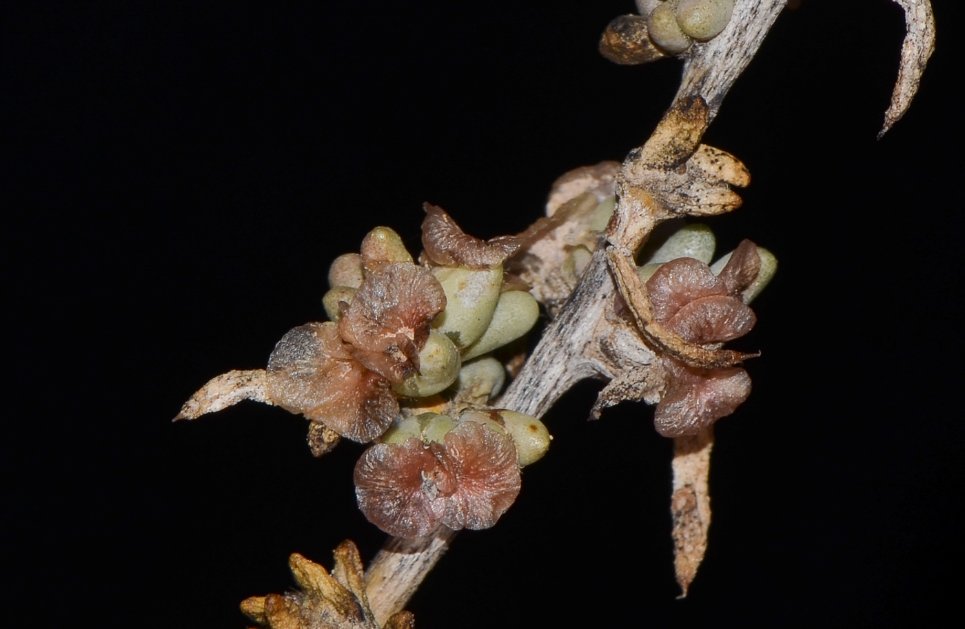 Image of Halogeton alopecuroides specimen.