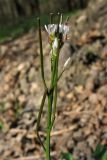 Cardamine hirsuta