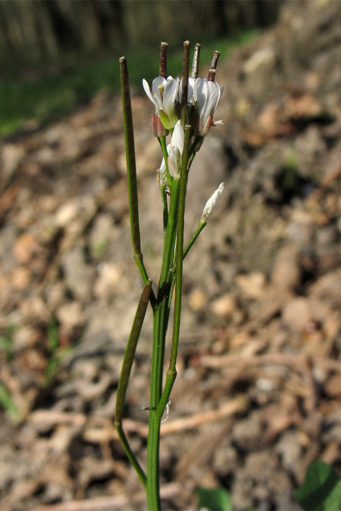 Изображение особи Cardamine hirsuta.