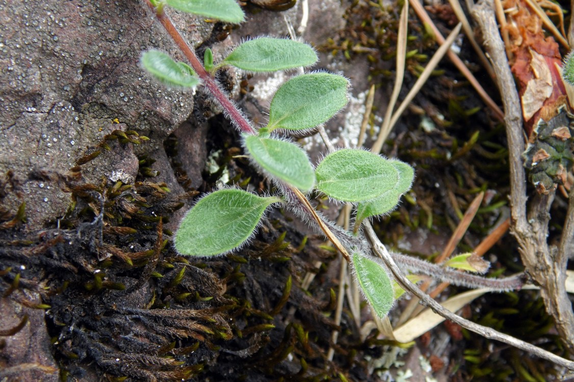 Image of genus Thymus specimen.