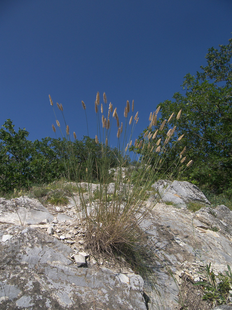 Изображение особи Agropyron pectinatum.