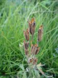 Delphinium cheilanthum. Соплодие с раскрывшимися листовками. Иркутская обл., Иркутский р-н, окр. дер. Позднякова, заболоченный луг с ивами. 05.08.2016.