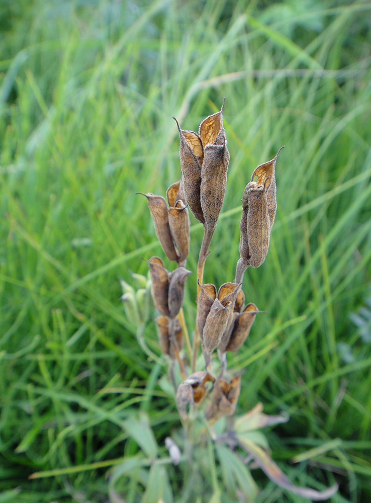 Image of Delphinium cheilanthum specimen.