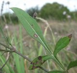 Cephalaria transsylvanica