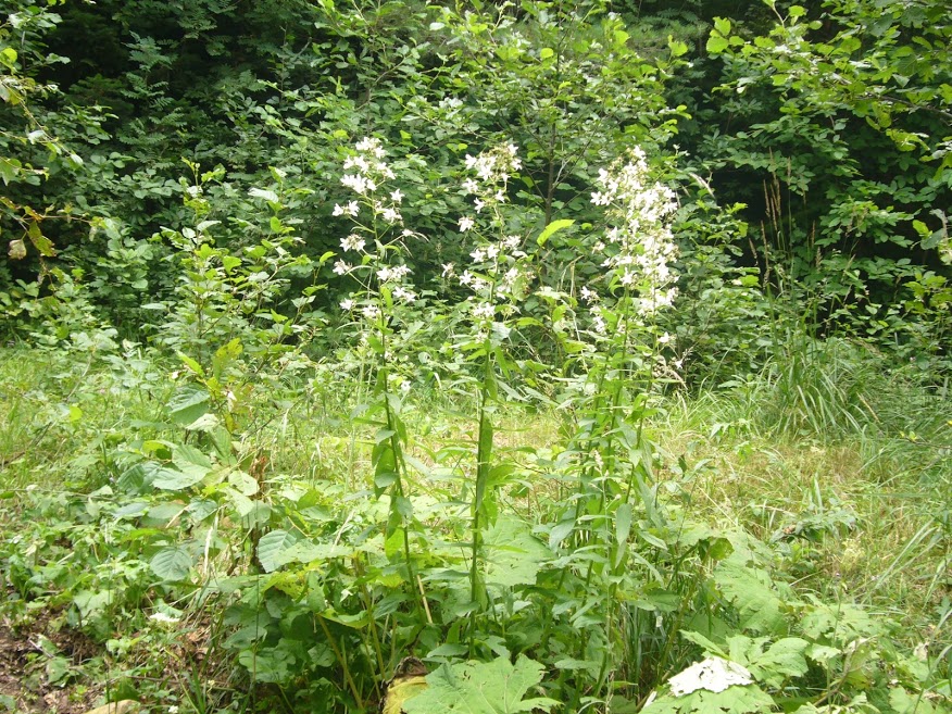 Изображение особи Gadellia lactiflora.