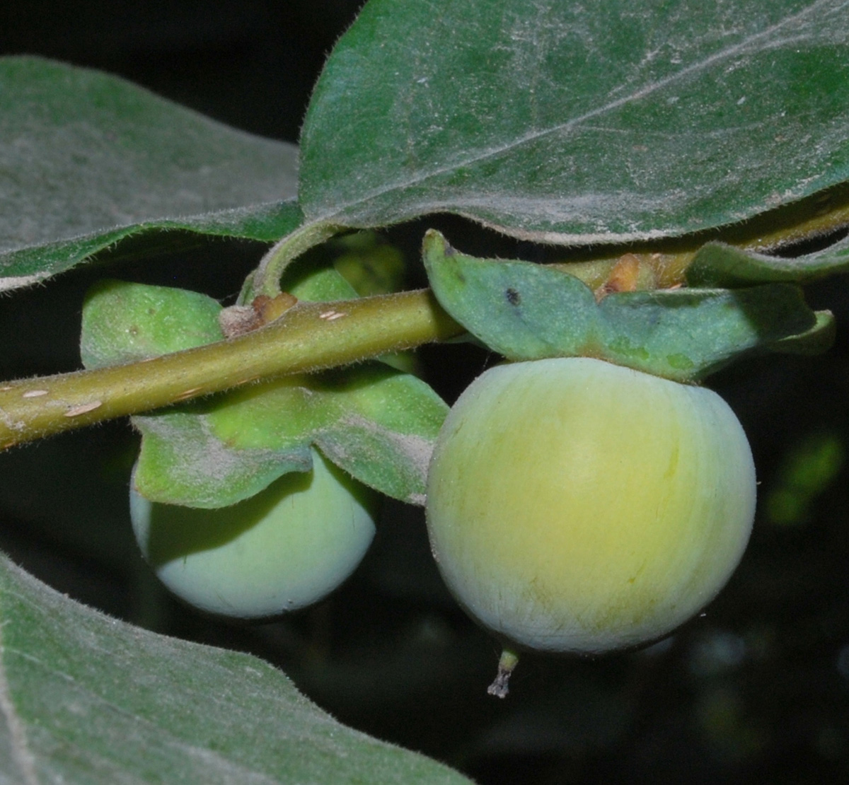 Image of Diospyros lotus specimen.