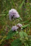 Mentha aquatica