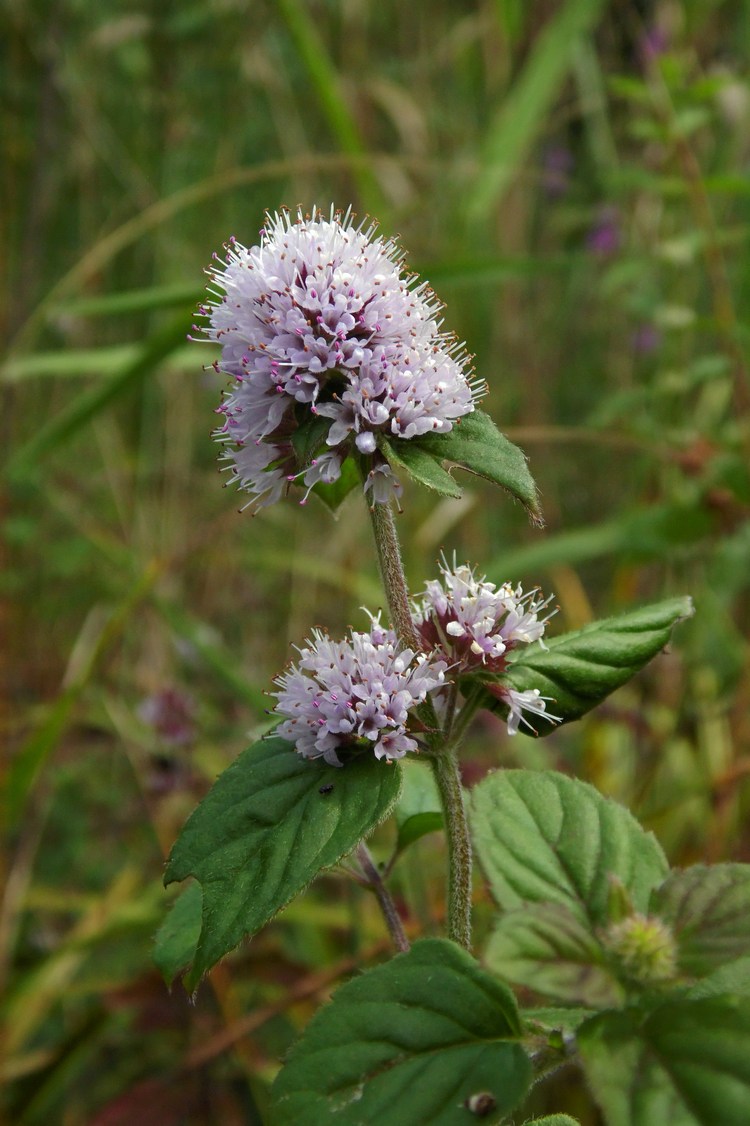 Image of Mentha aquatica specimen.