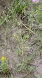 Potentilla × angarensis. Цветущее растение. Хакасия, окр. с. Аршаново, луговая степь на песках. 23.07.2016.