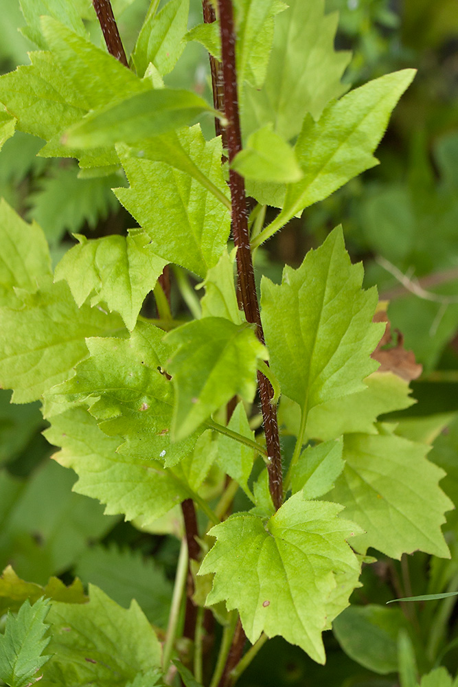 Изображение особи Callistephus chinensis.