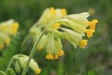 Primula macrocalyx. Верхушка побега с соцветием. Пермский край, Ординский р-н, окр. с. Михино, на разнотравном лугу. 22.05.2016.