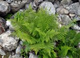 Athyrium filix-femina. Взрослое растение (рядом растет Dryopteris oreades). Северная Осетия, Ирафский р-н, долина р. Танадон, выс. около 2300 м н.у.м., каменистый склон. 06.07.2016.