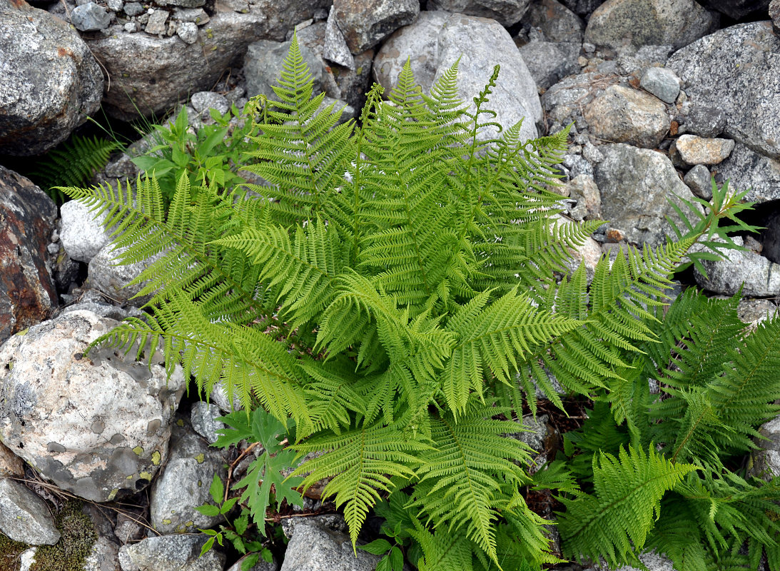 Image of Athyrium filix-femina specimen.