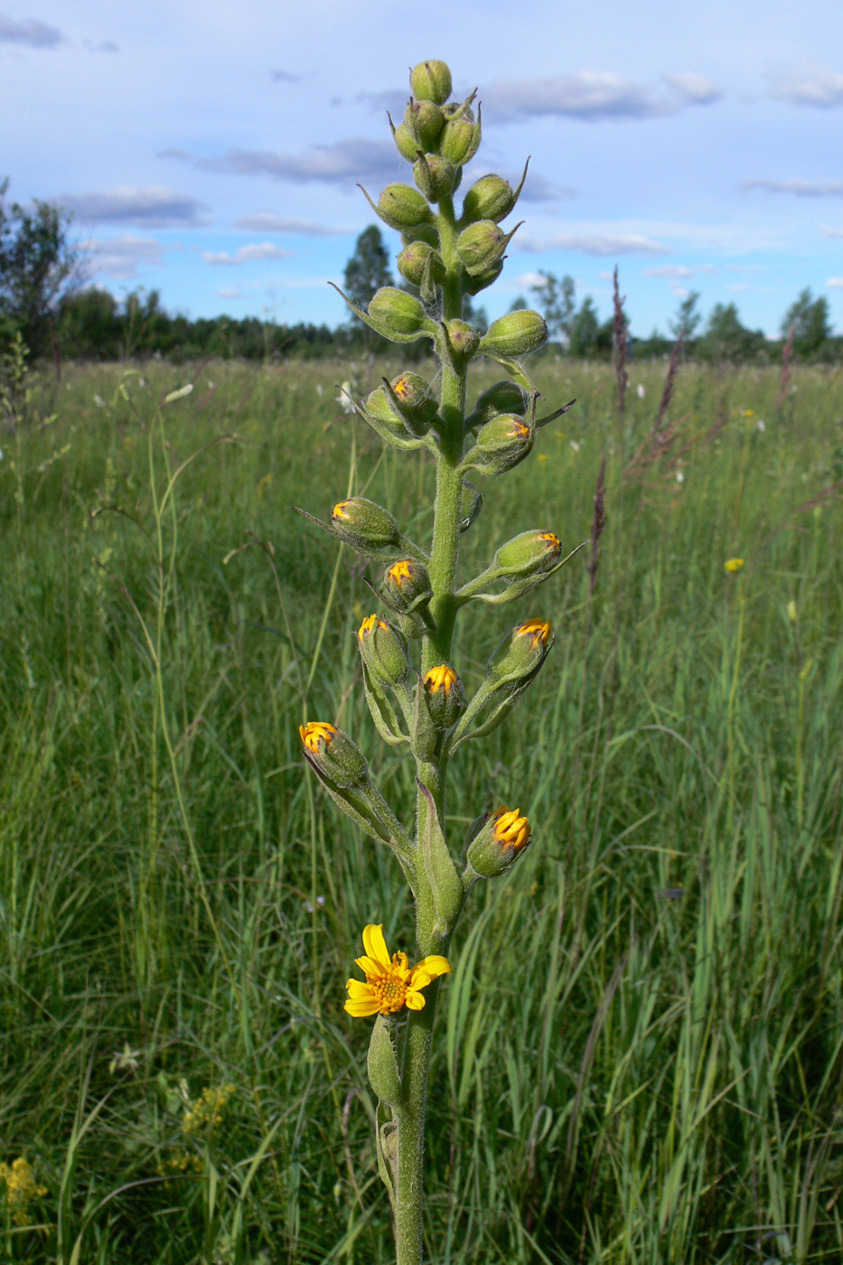 Изображение особи Ligularia fischeri.