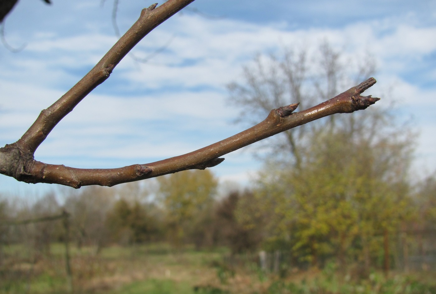 Image of Pyrus communis specimen.