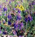 Salvia nutans